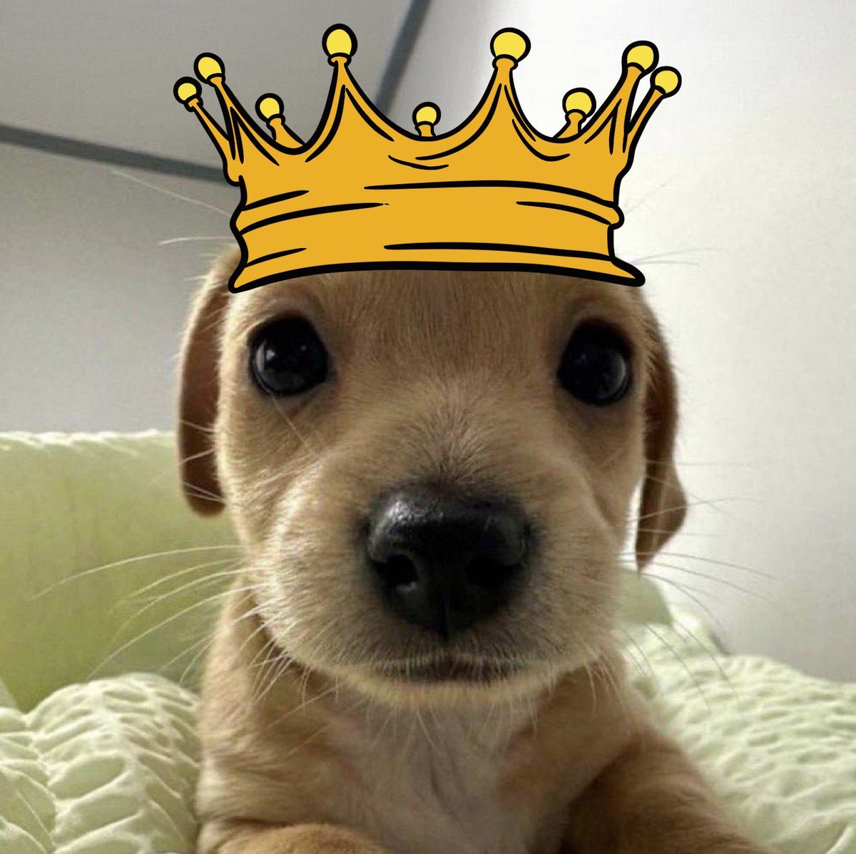 billycoin4ever's tweet photo. gm

the cutest dog on solana crown goeeees to

$BILLY https://t.co/z1A7HKizuI