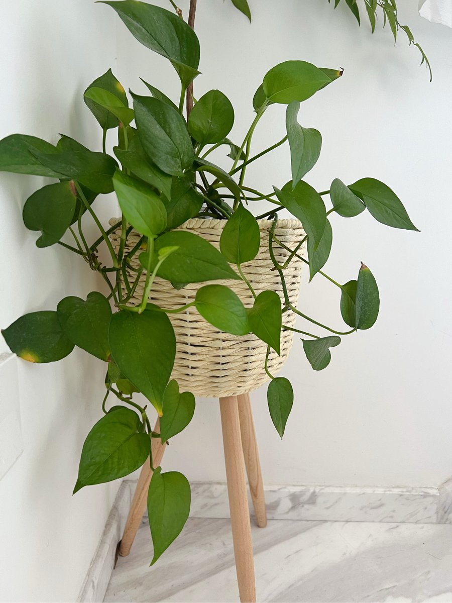 Baboon46916626's tweet photo. Brighten your space! Water your pothos only when the top 2 inches of soil feel dry—this low-maintenance plant thrives with this simple tip, perfect for busy plant lovers! https://t.co/udEDr8m9Ru