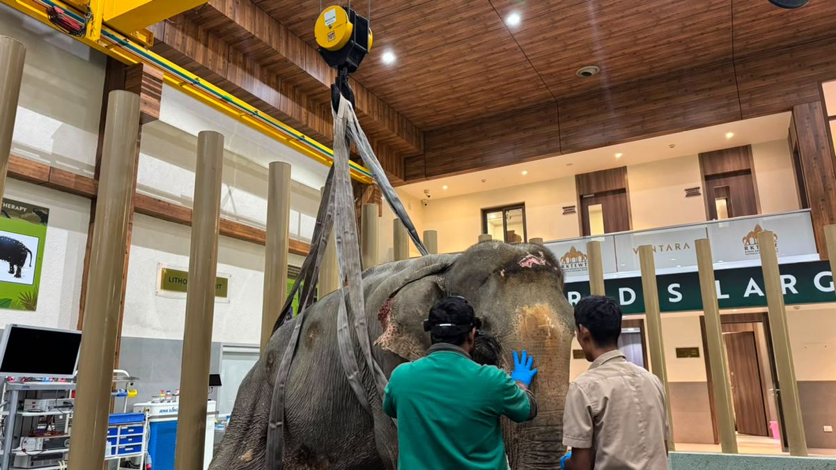 Ankimore_'s tweet photo. Proper nutrition, medical treatment and constant monitoring can make all the difference. Glad Vantara and Anant Ambani’s team are focusing on Joymoti’s complete recovery. 🫶🐘 https://t.co/BHJ6gg7wE3