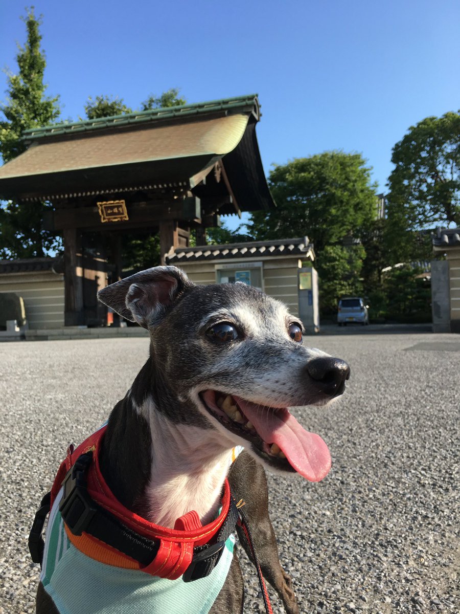 IkuoOkada's tweet photo. 今日はペロンの誕生日🎂
生きていれば20歳♪
会いたいねぇ(=^x^=) https://t.co/a1BaKONon1