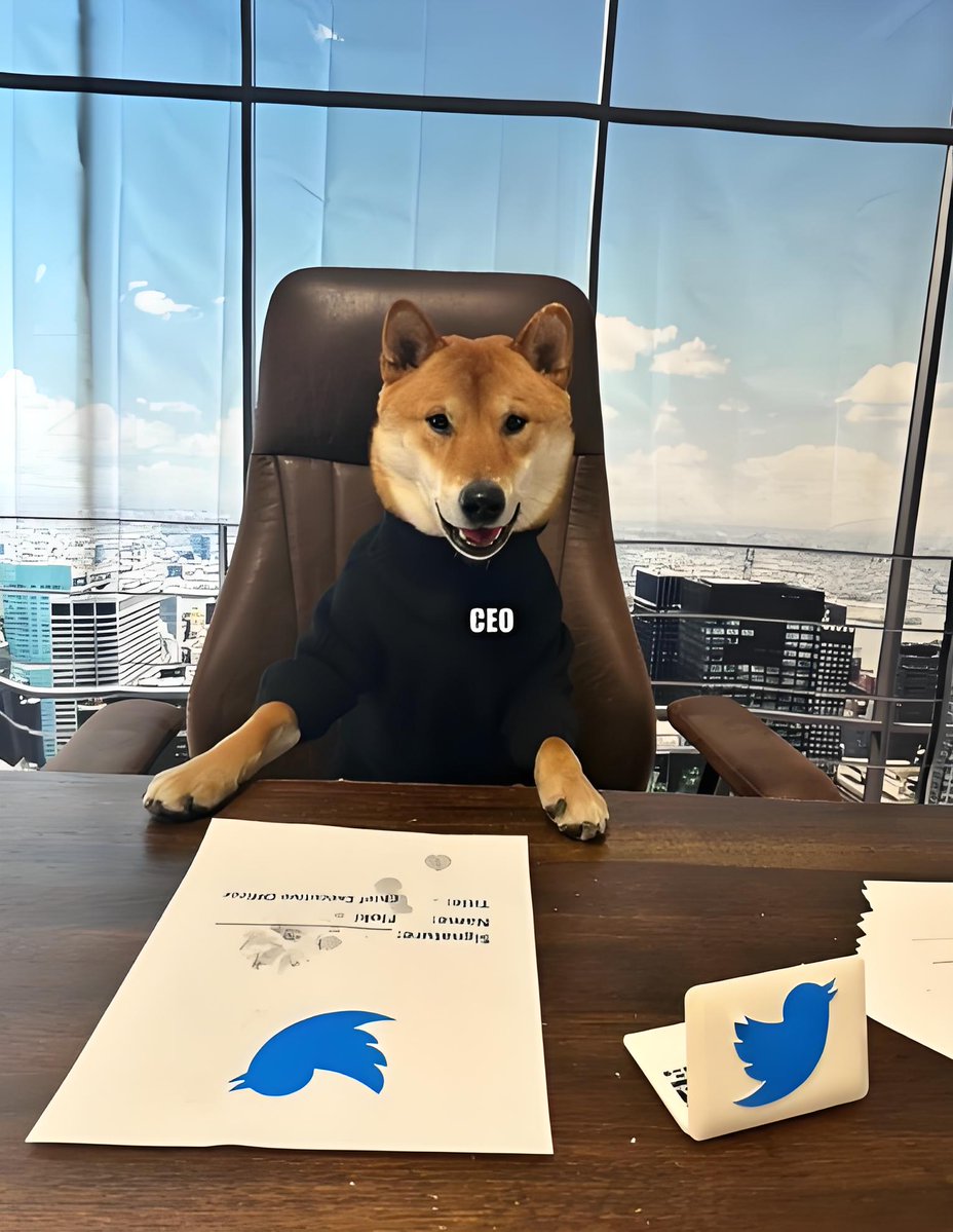 LiaJacegg's tweet photo. En la oficina, el perro del jefe se subió al escritorio y se comió medio sándwich de mis reuniones. Ahora tengo una excusa para no llevarlo maana: es una comida de "seguridad canina" https://t.co/bs6COSSO0H