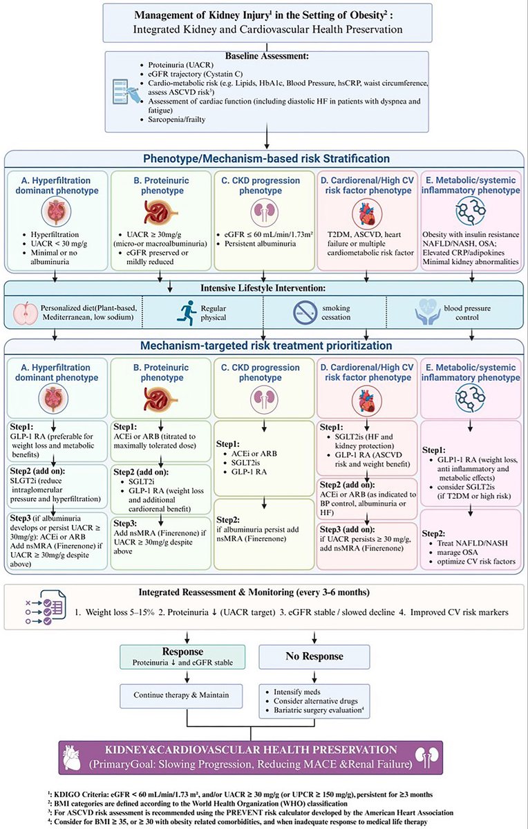 hardik4u24's tweet photo. 🧠 Obesity-related kidney injury needs phenotype-based treatment—not a one-size-fits-all approach

⚖️ Weight loss + lifestyle
💊 GLP-1RA | SGLT2i | ACEi/ARB | nsMRA
🫀 Target kidney + CV risk together
🔄 Reassess every 3–6 months

🔗 https://t.co/gE7YOGOO2w https://t.co/8MuMQMeHAZ