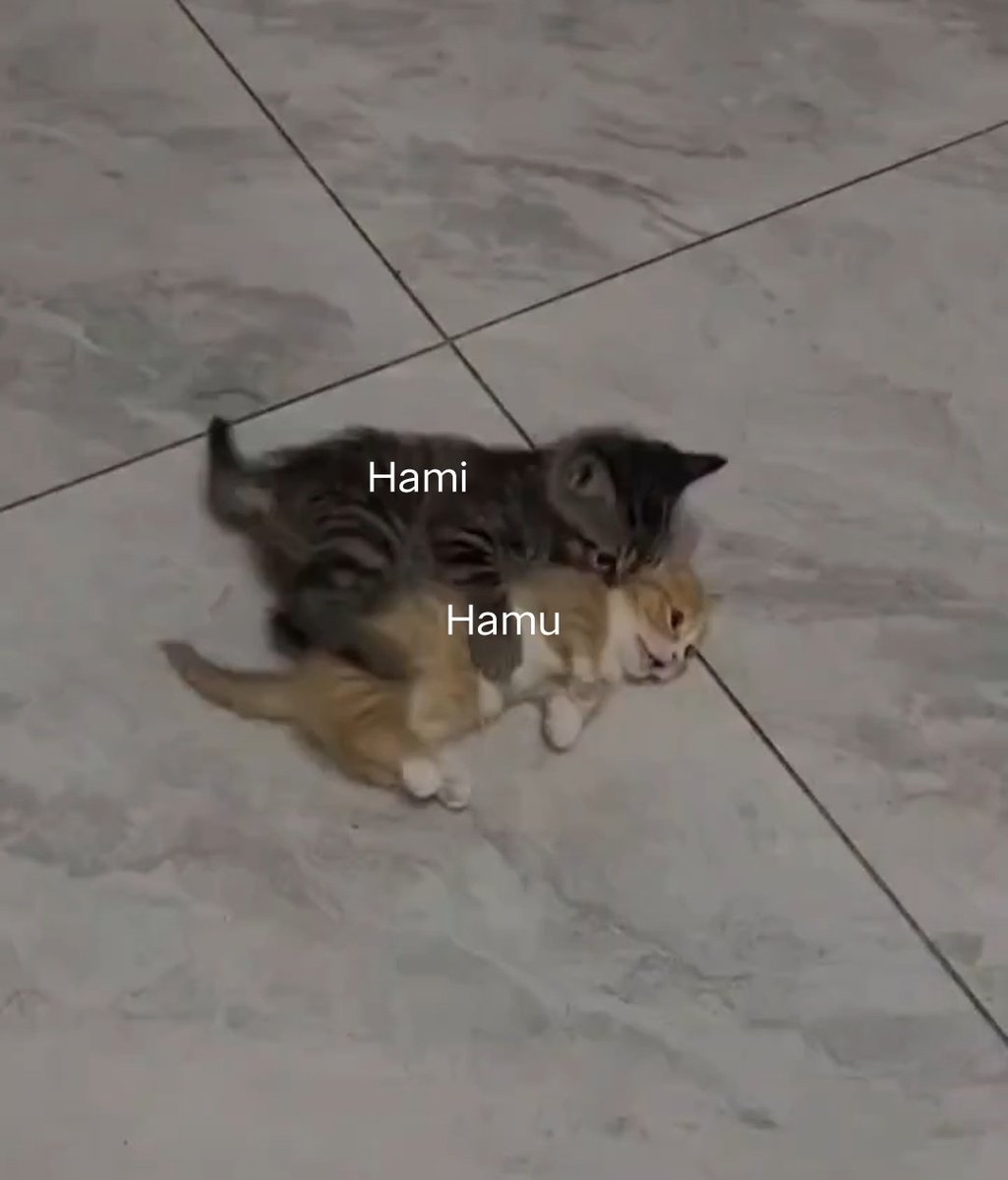 Hamiontree's tweet photo. @Hexen_mu 咬ㄋ！！ https://t.co/9LDtltzzGV