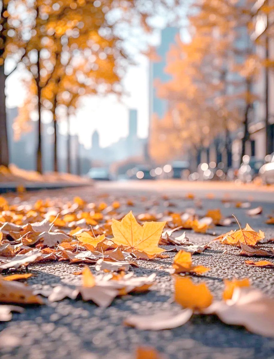 ParryMaan3's tweet photo. "Fresh autumn breeze u0026 golden maple leaves  Perfect post-work walk, feeling the cozy fall vibes already! "， https://t.co/gvgQd2Abqj
