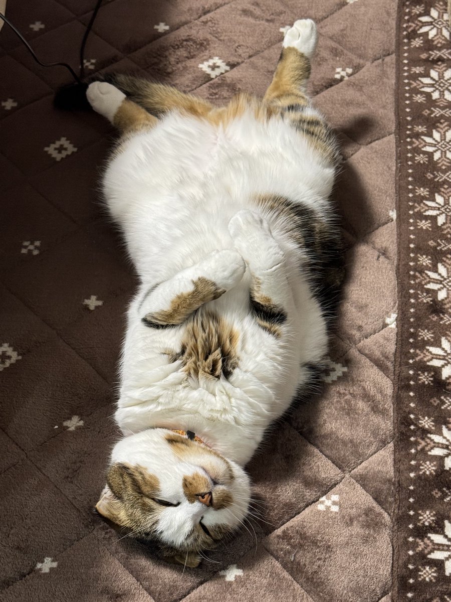 giuliatomo's tweet photo. @dSnFuuCZJhWr0r7 そうなのよ～ww 
とにかく仰向けで寝るのが好きな子です🐈️🤭 https://t.co/lnqRNM8R2q