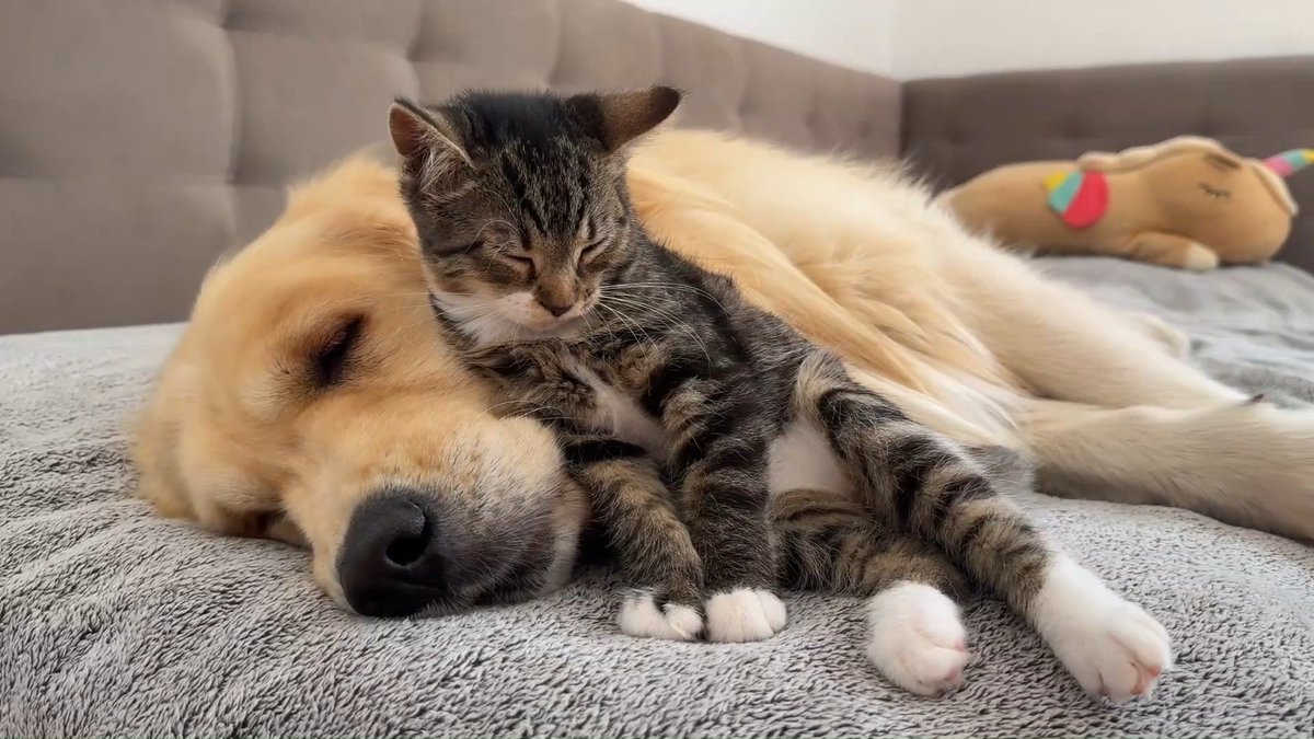 piter13465's tweet photo. Nothing beats coming home to a wagging tail and warm purr. Pets are the best daily comfort! https://t.co/odcZ6mwveI