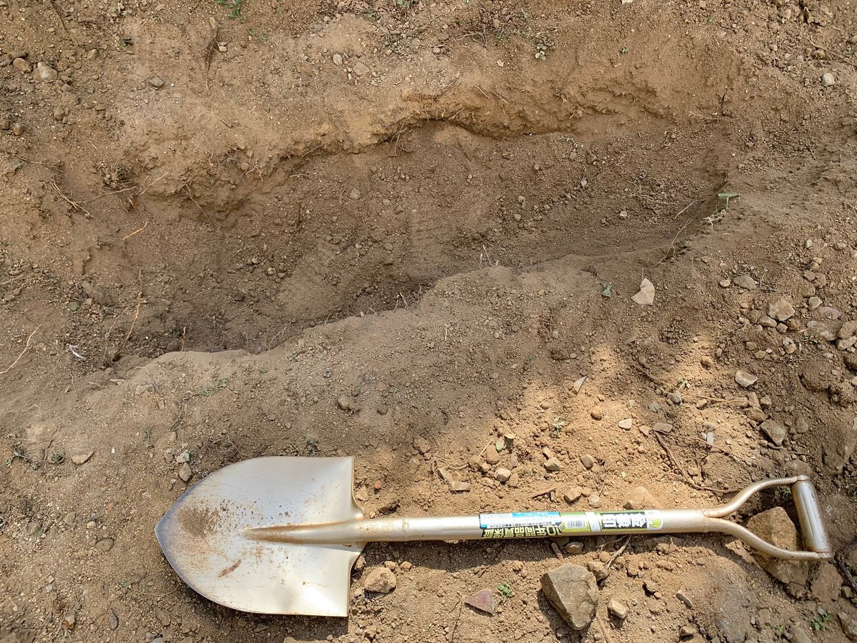 AT80624663's tweet photo. Saturday, August 22, 2026

I dug a big hole in my garden with a shovel.
I was preparing the soil to plant some seeds.
It was hard work, and I sweated a lot.

But I think it will make a good place to grow vegetables. https://t.co/b5q7Hp3VfK