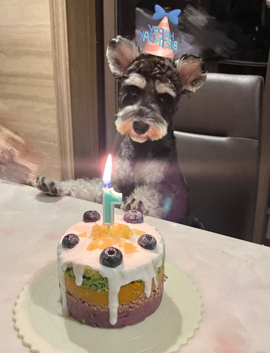 saied_karima's tweet photo. My fluffy pup hit his 1st birthday today—watching him grow from a tiny wiggly bean to my loyal sidekick is the best gift ever! https://t.co/K3zHrn5J0e