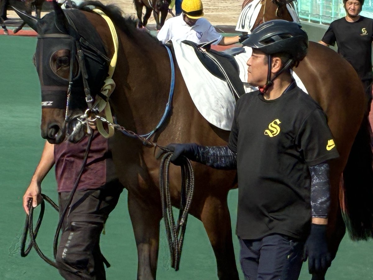 KAIRO72469327's tweet photo. ついに！！ついに会えました！！
佐賀競馬の1Rに出走するフクシマロイヤルです！！
父クワイトファインで母父はエピファネイア……血統表に自分の好きな馬が勢揃いです！！ https://t.co/gEb3W8waDp