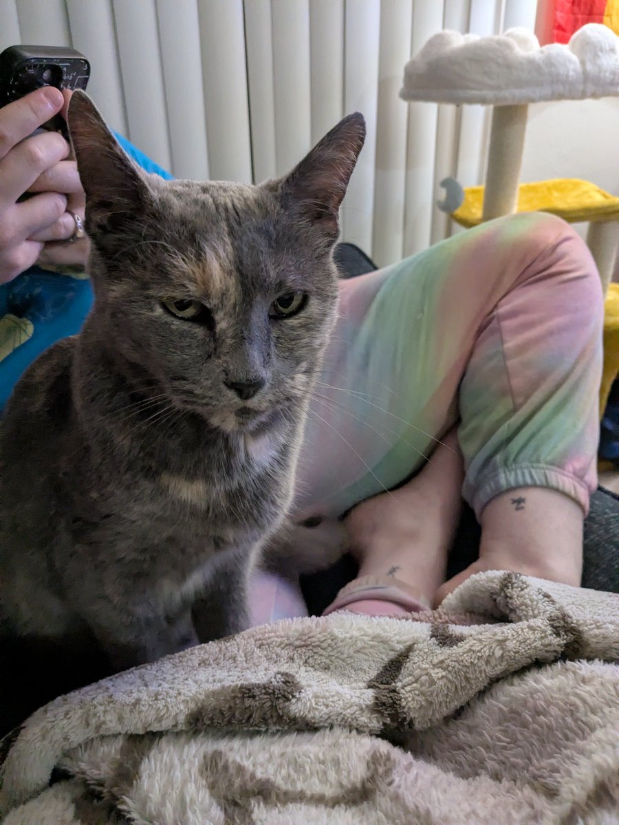 PercySilverwing's tweet photo. This my baby! Her name is Squirrel! I'm a first time cat dad and I'm so excited!!! 💖 https://t.co/4krgBZgTYB