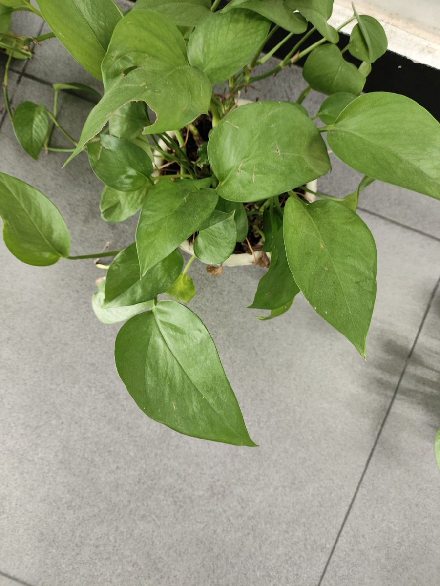 RimeySandra's tweet photo. Pro tip for your pothos! Let the top 2 inches of soil dry out before watering, and keep it in bright indirect light  it’ll grow lush and happy in no time!， https://t.co/YfD1qbM9YQ