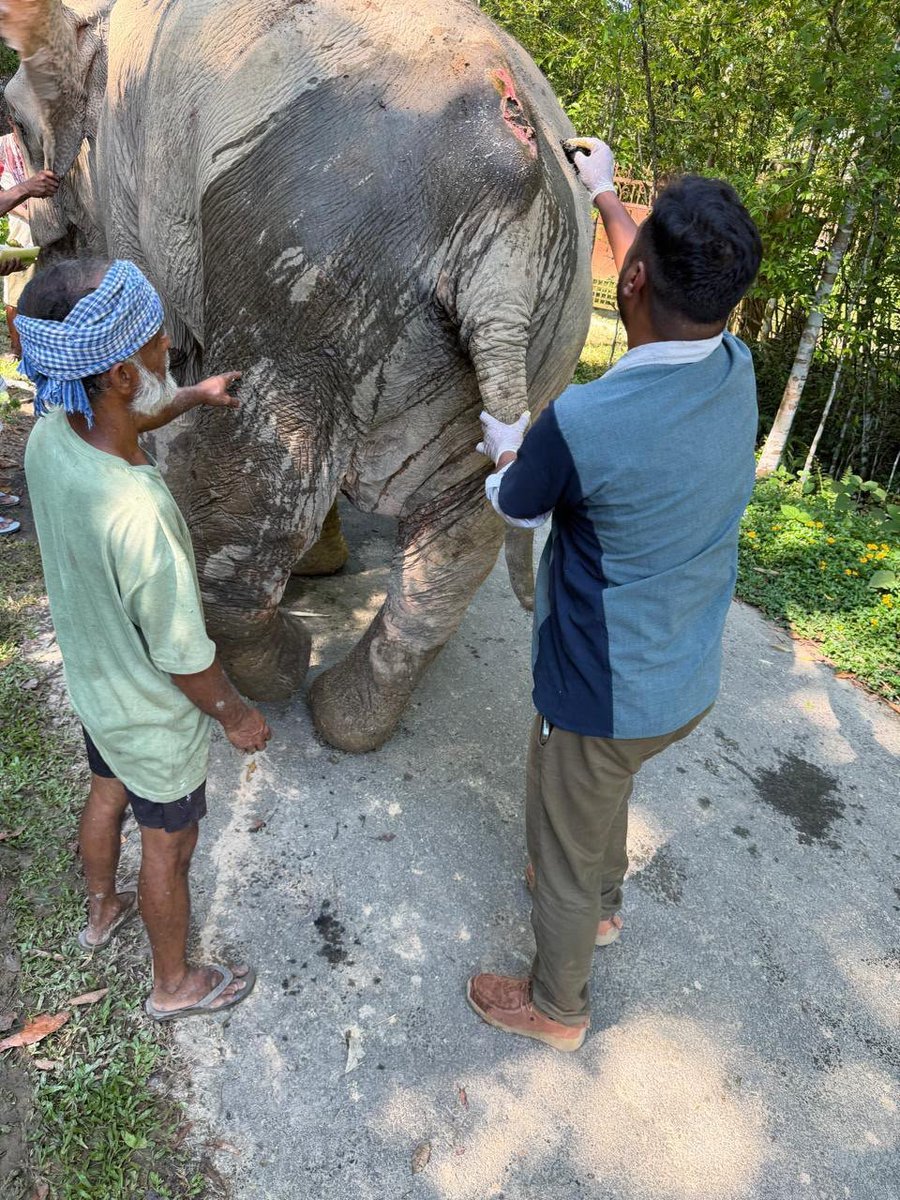 Deepmala_24's tweet photo. Considering Joymoti’s mobility difficulties, choosing a transportation option that could reduce unnecessary physical stress was definitely a thoughtful decision by everyone involved in her transfer. https://t.co/SJm9Nf9wVZ