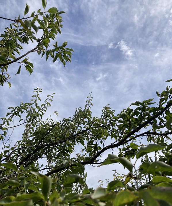 GAMEnoSHIN's tweet photo. 朝から梅ばたけの除草剤散布をしてきた
お昼はたっぷり２時間の休憩を取って、１５時ころに終了。
暑かったけど風が少しあって、吹いている間は心地よかった

※　なお、画像には写っていない地面は草だらけですｗ https://t.co/5kvuhxUTdJ