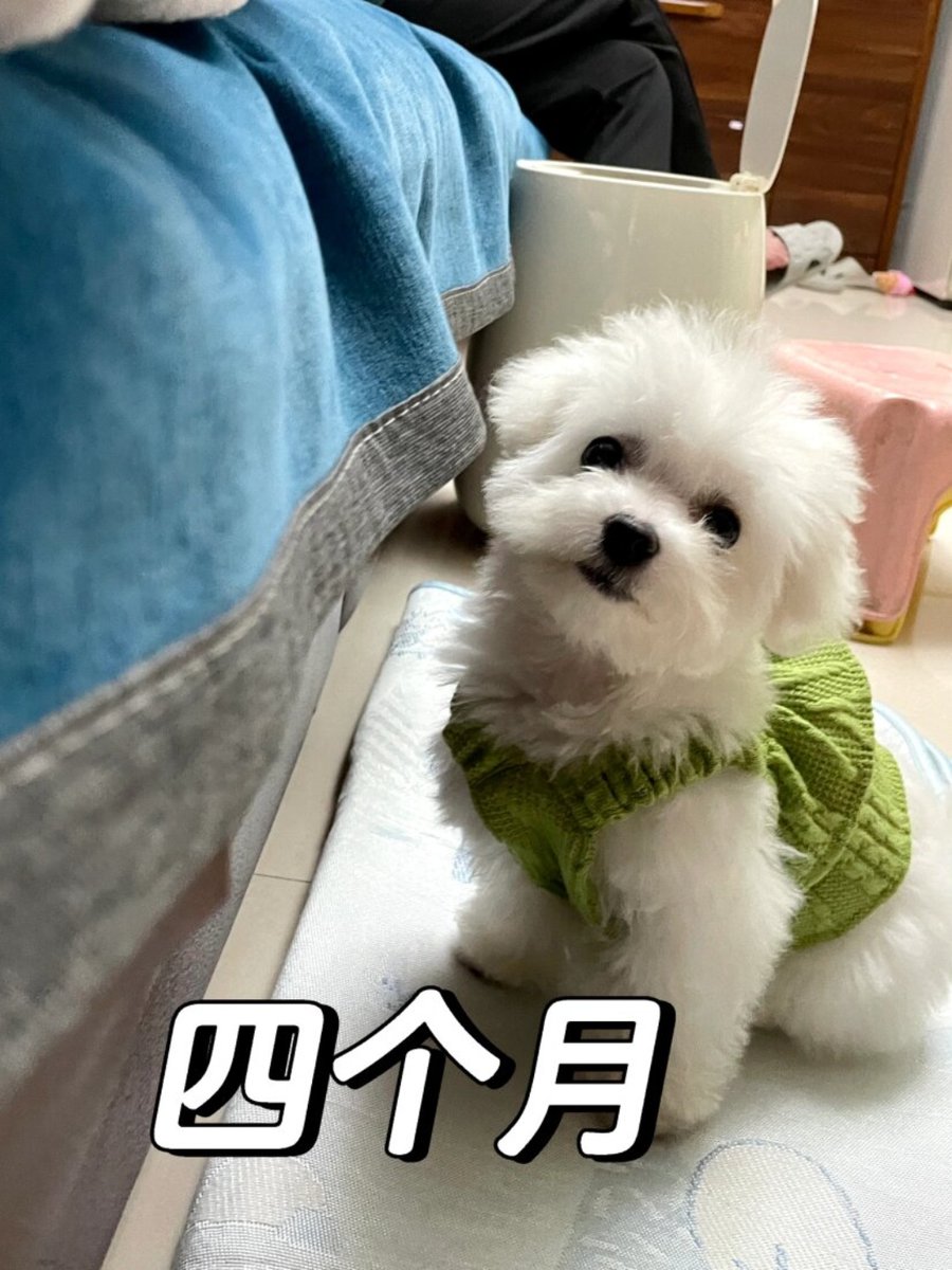chyp484607's tweet photo. My little pup grew so much in 6 months! From a tiny ball of fur to a rambunctious walking fur cloud—every wag is my favorite kind of progress https://t.co/QtrJgnYW80