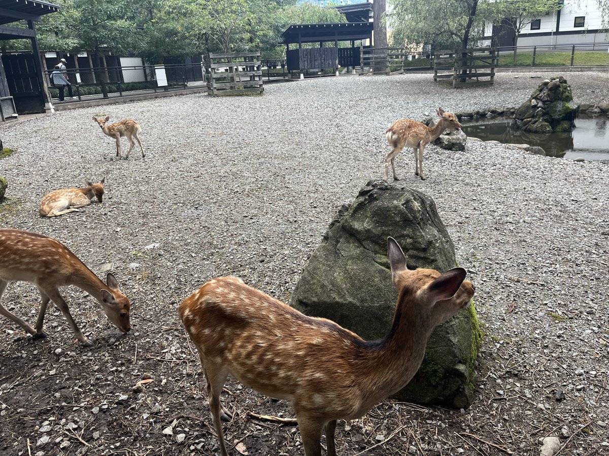 WindLiD01's tweet photo. Amazing Park Nara (ではない) https://t.co/hJKD5UrVr0