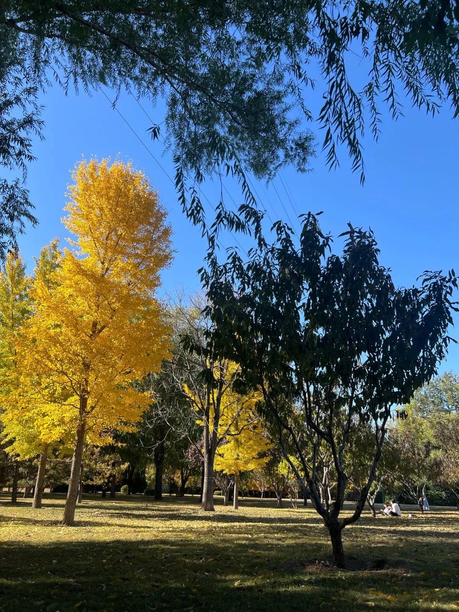 General31983488's tweet photo. Golden autumn breeze, crisp air, and the smell of maple leaves—perfect weekend for a coffee and a walk in the park!， https://t.co/v3vYETqZ2t