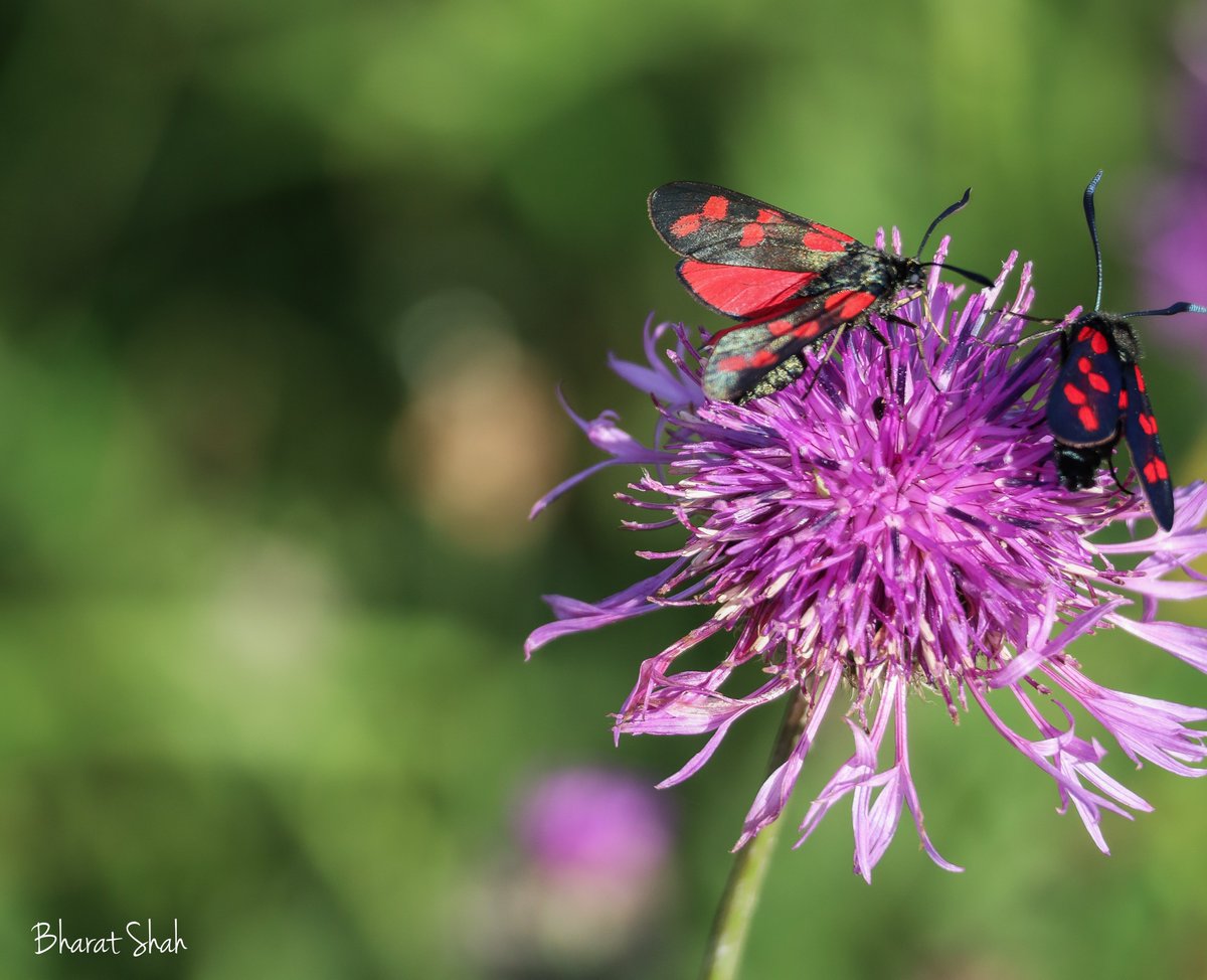 BS_Photos_'s tweet photo. Beachy Head - Seven Sisters. I lost my way on the hill, went to the wrong direction. 

But didn't forget to capture the butterflies.

#Summer2026
#Floraandfauna https://t.co/R7T0ccobHI