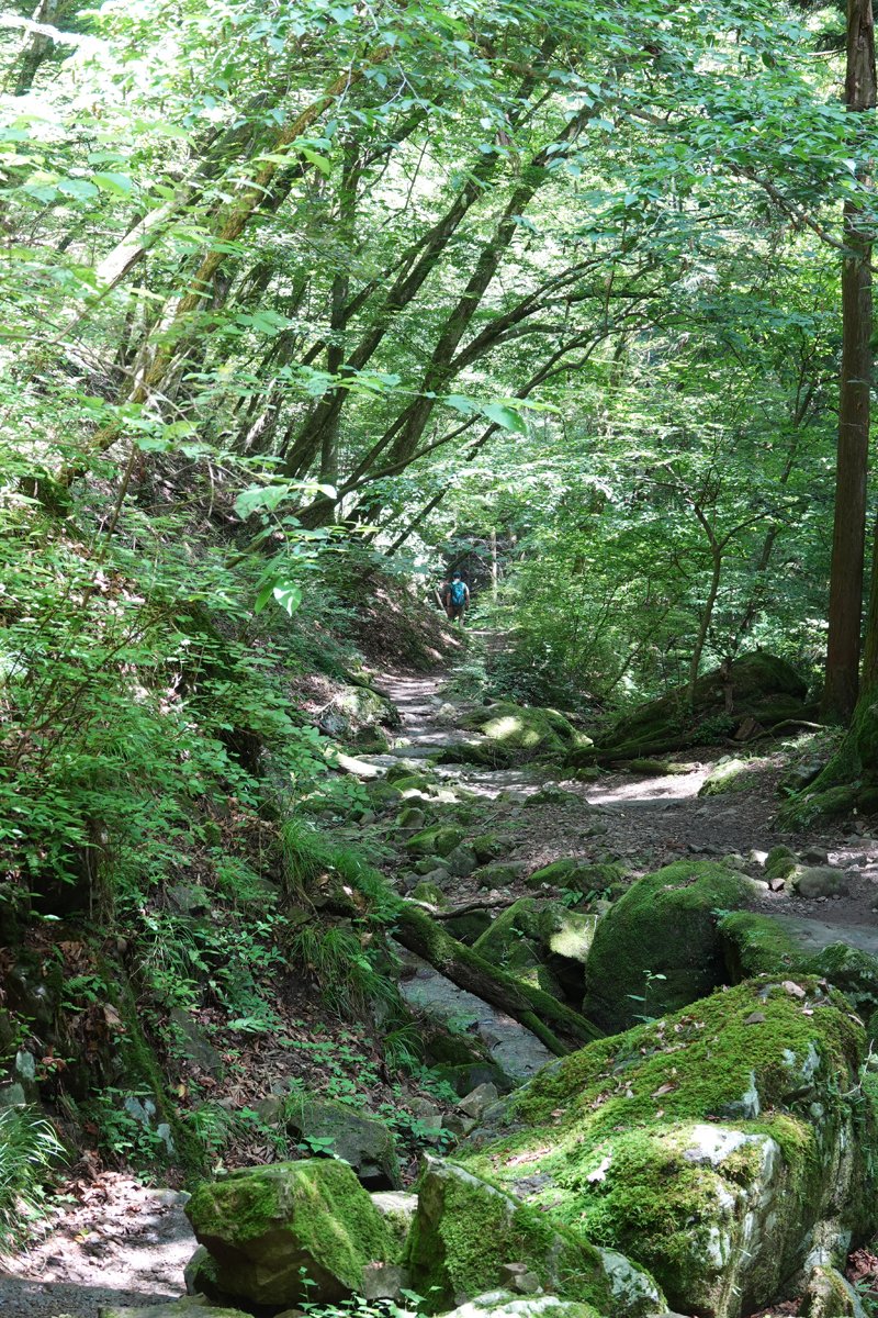 ichirotweet1's tweet photo. 素敵な登山道でした🏞️🩵
#御岳山
#御岳山のレンゲショウマ https://t.co/kbEDmqrutd