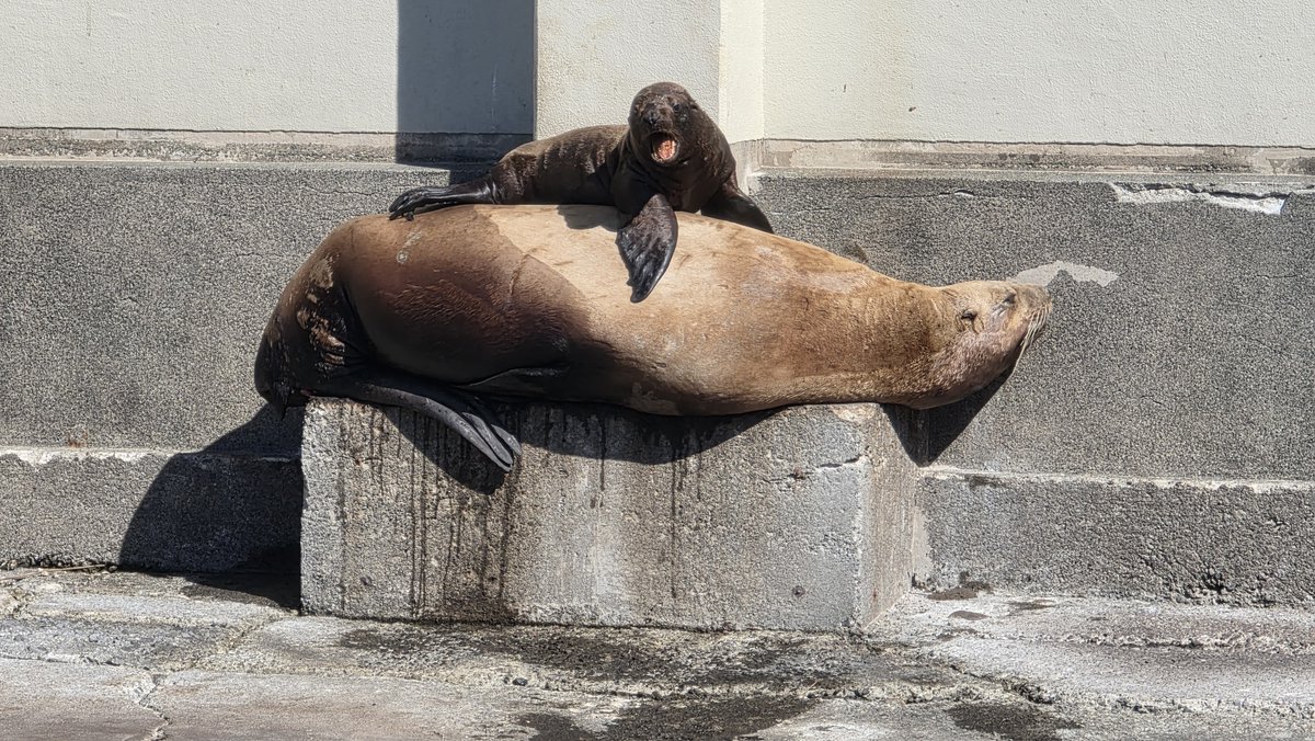 otaruaquarium's tweet photo. 昨日の豆（母親）と大豆（仔）
#おたる水族館
#トド
#順調に成長中
#授乳期間は1年間
#登頂
#大豆だけの特等席 https://t.co/oCNzo5uFn6