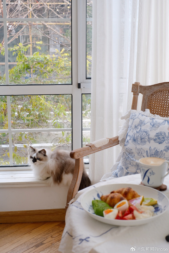 Kelvinbudi4's tweet photo. Just wiped the kitchen counter, glanced out the window, and saw my cat napping on the clean windowsill—tiny cozy win of the day ， https://t.co/Qhydt7Y06b