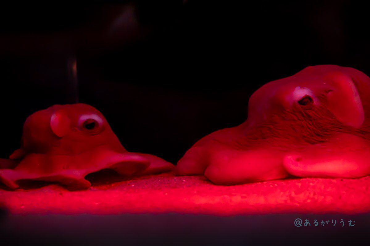 ALGA_RIUM's tweet photo. オオメンダコが2匹並んでる姿なんて滅多に見れなくて眼福すぎる https://t.co/WSU8HxlE2Z