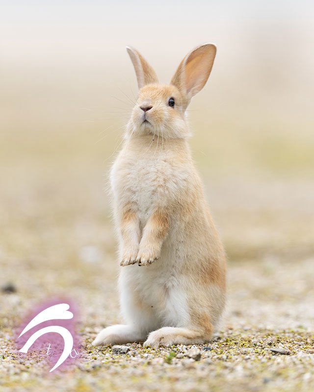 utajima's tweet photo. うたーーーっち🐇🎶 https://t.co/avXKGjBz87