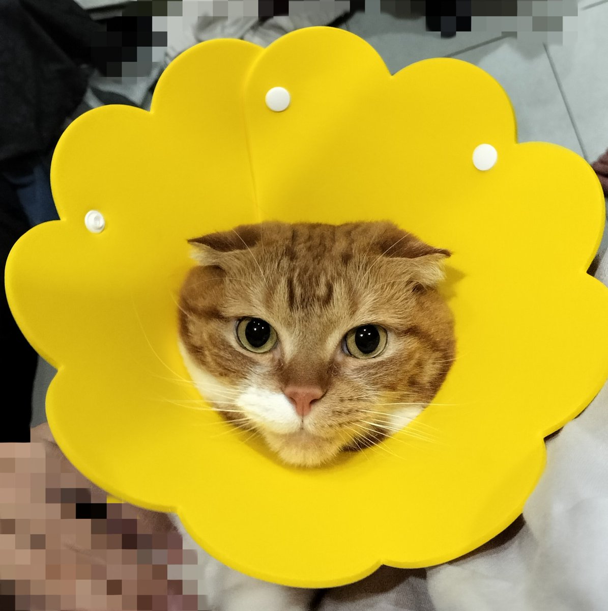 SaJun_noen's tweet photo. 爪切りｲﾔ🐾 https://t.co/4w29du7sCS