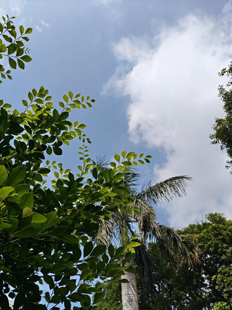 Mighty_Seep's tweet photo. The world is quiet here.

Golden hour, leafy shadows, and late-summer silence at home.💚 https://t.co/Wo02hazf91