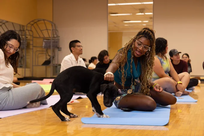 A group of people sit on yoga mats inside a room with a wooden floor. A person smiles while interacting with a black and white puppy on a blue mat. Others nearby are also seated, watching the interaction. The atmosphere appears relaxed and friendly.

