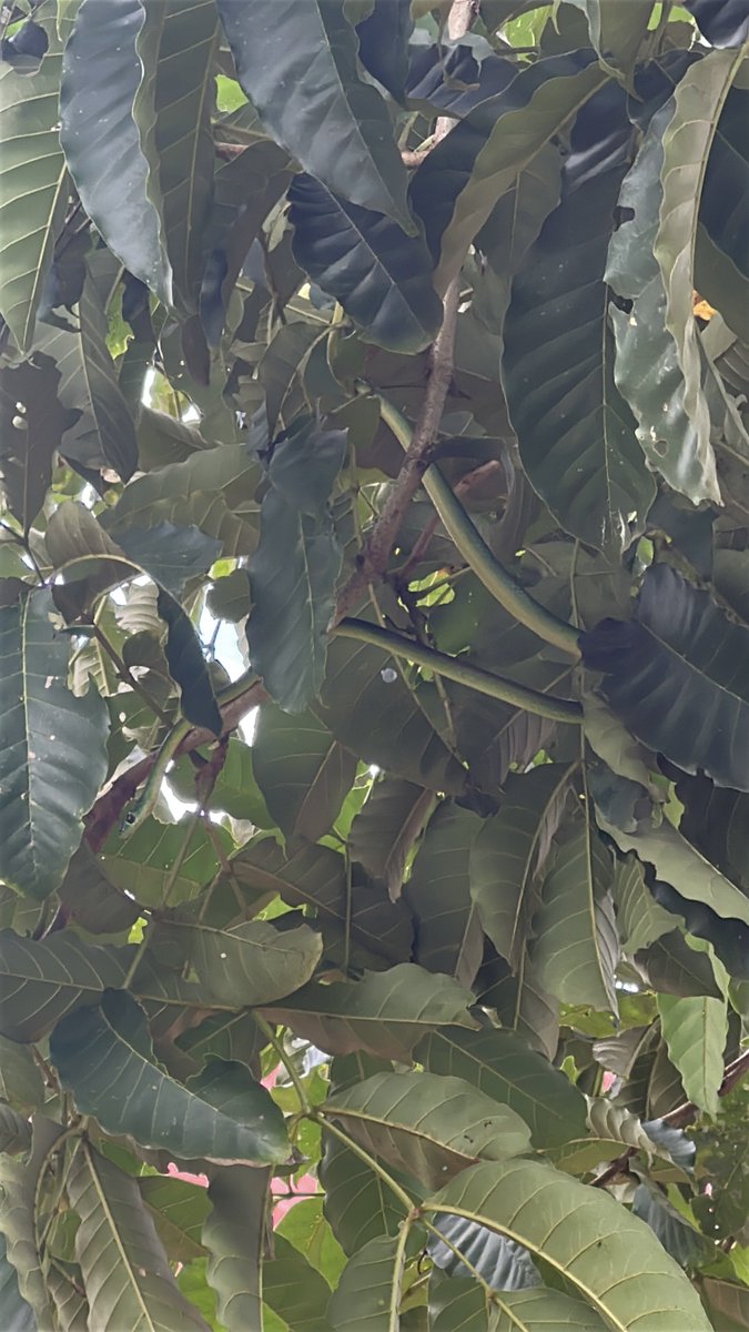 benj_amin11's tweet photo. Are these green snakes harmful ? https://t.co/d8FaDo3mUS