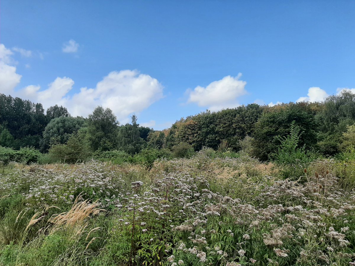 MEKloppenburg's tweet photo. De #Broekpolder bij #Vlaardingen . Er stonden maar liefst 19 #lepelaars te fourageren (foto 4). En wéér een #stadsreus (foto 2) gespot. Helaas weinig vlinders gezien, ondanks het rijkelijk aanwezige Koninginnekruid (foto 1). #koningskaars (foto 3). Nog een heel fijne zaterdag! https://t.co/KVeUxhfhOr