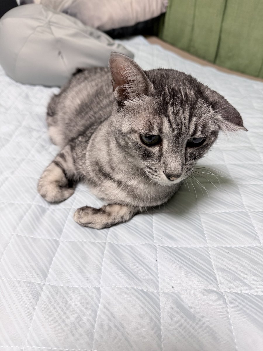 cat_without_jaw's tweet photo. @tintinpapa1 こんなん…😭😭😭😭😭

長生きする！ 全員ちゃんと看取るもん！ https://t.co/UrAYDs1MNy