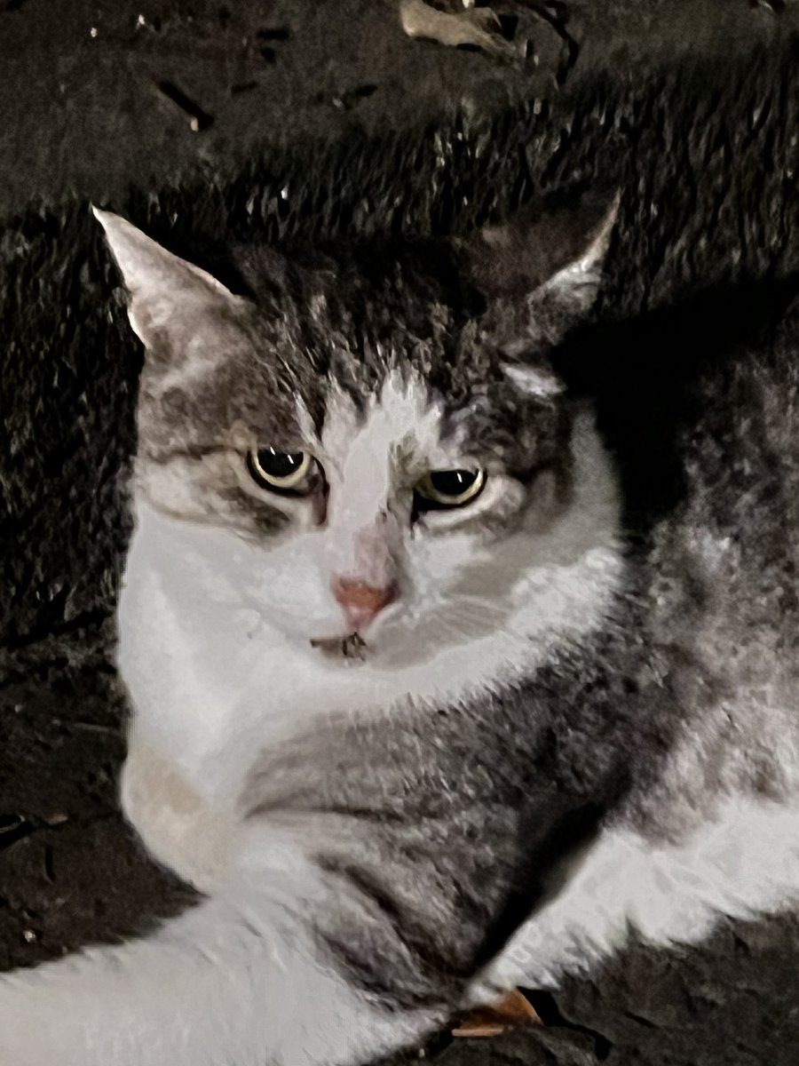 dcpnkn's tweet photo. イケメン🐱ちくわちゃん https://t.co/bTPo7x6atM