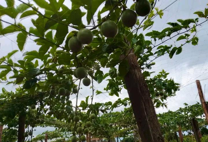 Kestensmixedfar's tweet photo. Passion fruits https://t.co/4sbeXGRsNg
