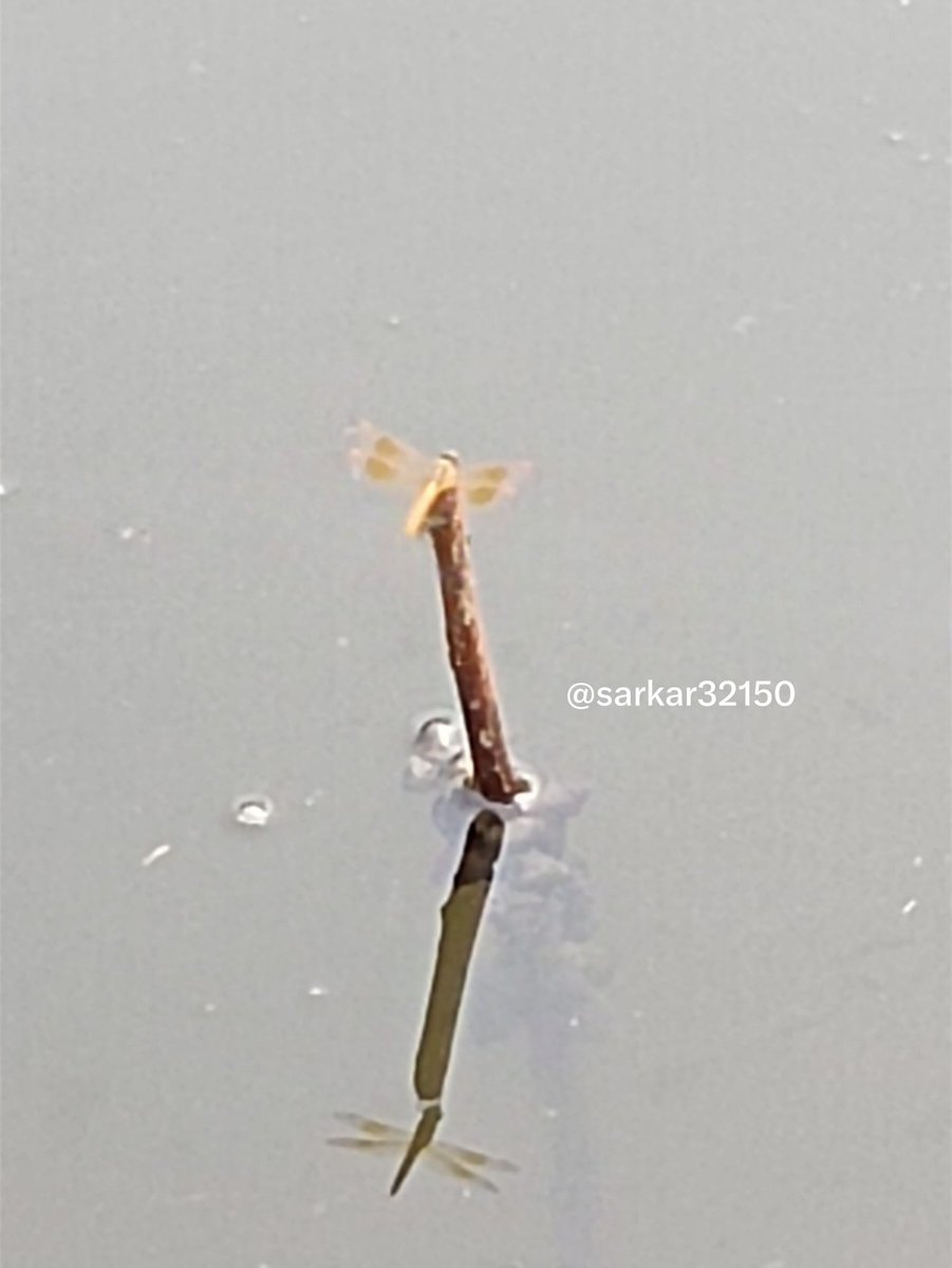sarkar32150's tweet photo. A moment of stillness...
A dragonfly resting over water, and its perfect reflection.

Nature's mirror never lies. 

#Dragonfly #Reflection #NaturePhotography #Calm #WildlifeClick #WaterReflection #IncredibleIndia #PrabirsLens https://t.co/T8JgC9RsfW