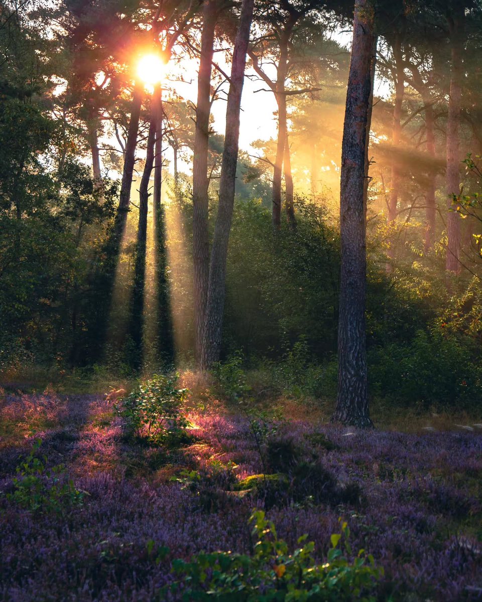 worldclick56's tweet photo. this is real therapy ✨🌿 https://t.co/KO6KcBSxjq