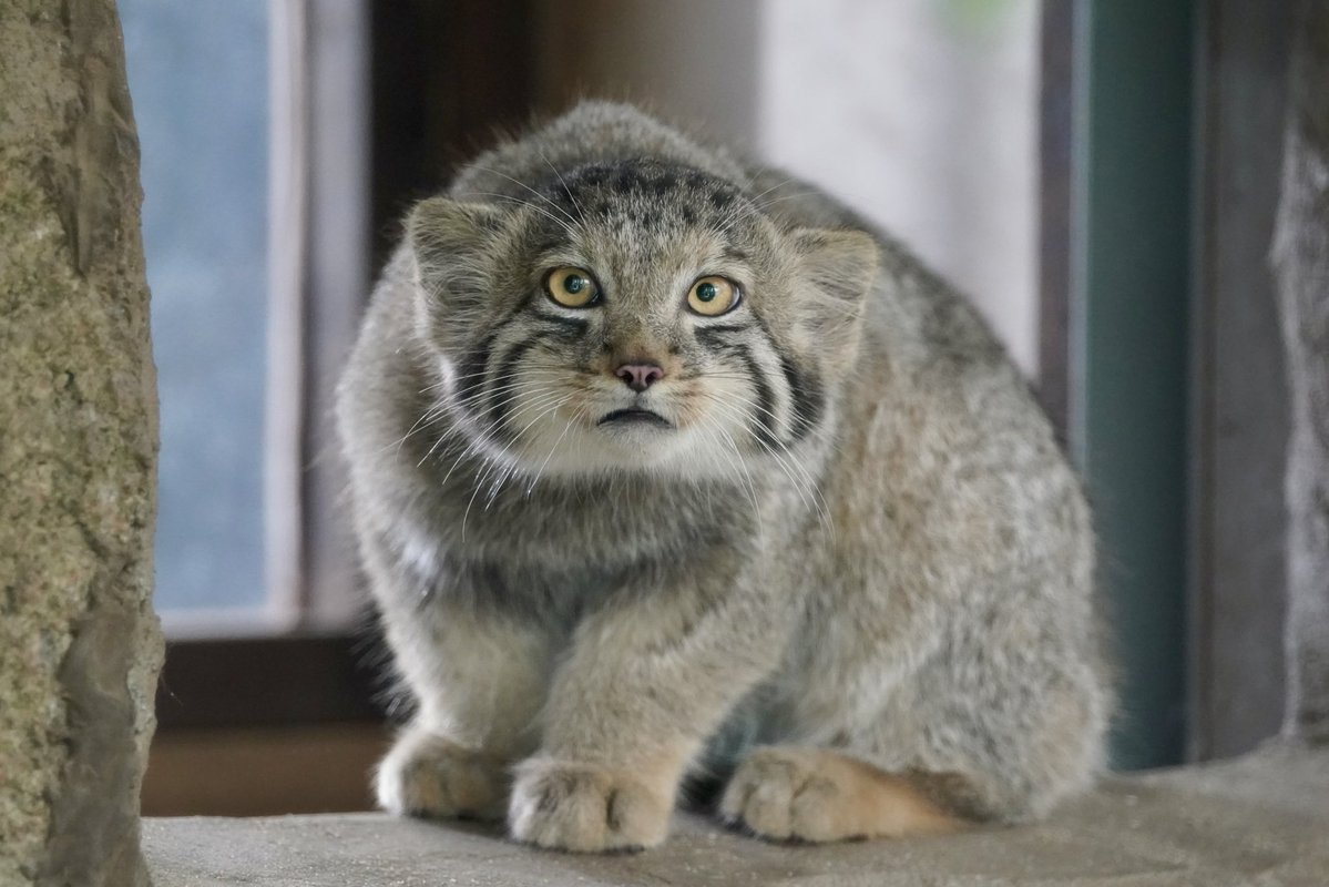 Mumdy's tweet photo. 本日の仔マヌル😻だいぶ成長したね😸
#マヌルネコ
#マヌルネコの赤ちゃん https://t.co/xuz3Hs9CDz