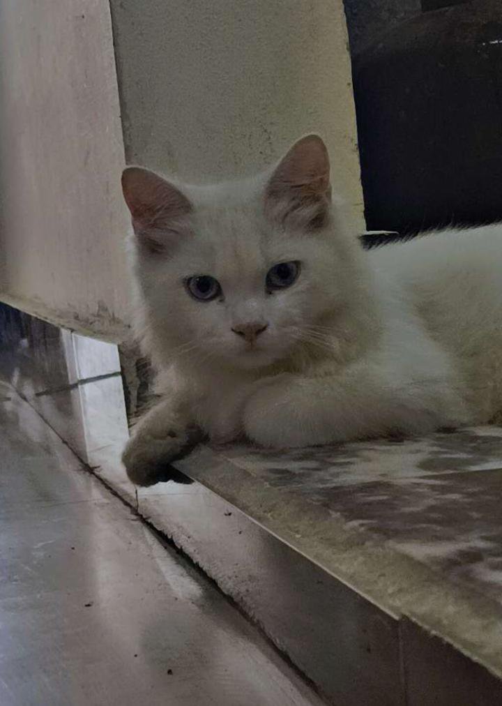 Qudooyno9's tweet photo. Ice Queen π
Me: *exists*
Her: Judging my life choices πΌ
@DailyPupppk
#whitecat #cute #catsofinstagram #originalcat https://t.co/k6XyPYGAZ7
