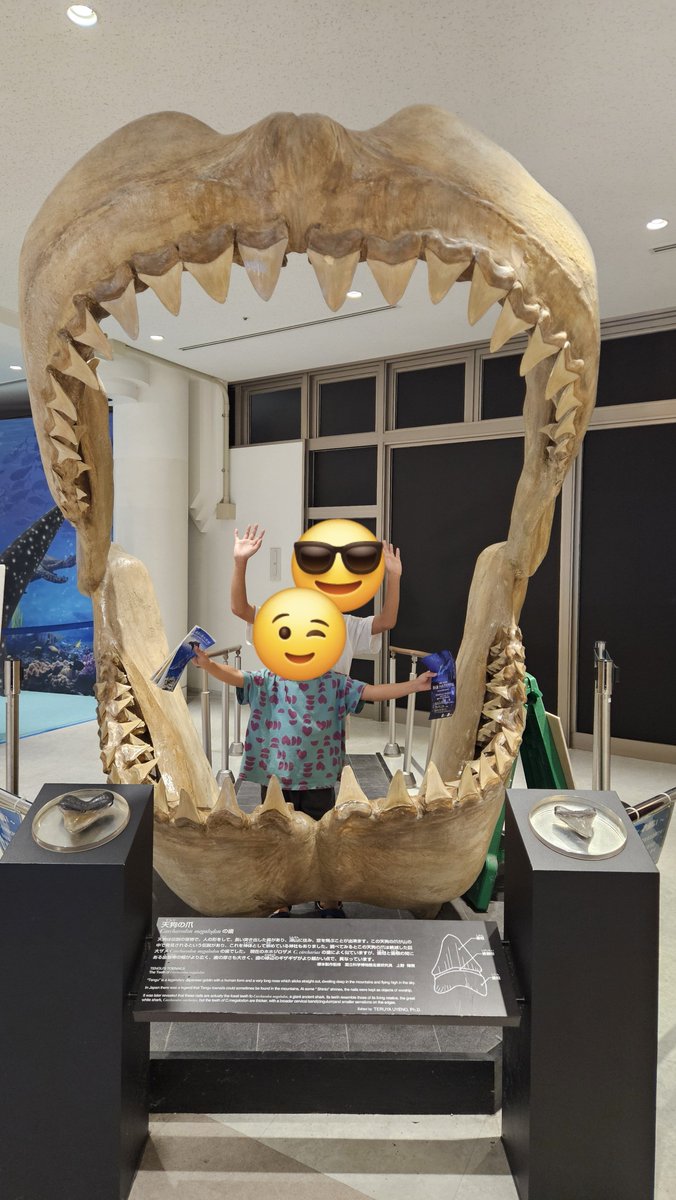8tomo3ito's tweet photo. 金曜日、仕事終わってから美ら海水族館行ってきた！
夜は人が少ないからゆ���くり見れたし、なかなか夜に出かけないから子供たちもテンション上がって楽しそうだった🐠
(おかげで全然寝なくて大変だったけど)
ナポレオンフィッシュが砂をもぐもぐした後、横たわって口開けてたから口内観察もできたよ🐟 https://t.co/3wBKqgzlRq