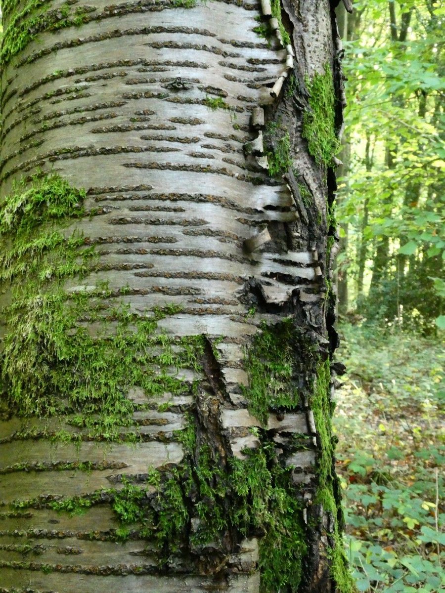 Tspxqj's tweet photo. Sighhh, how to go deeper When I’m a pussy I want those really cool open cuts like a birch tree 💔 https://t.co/LD7G5RD0JT