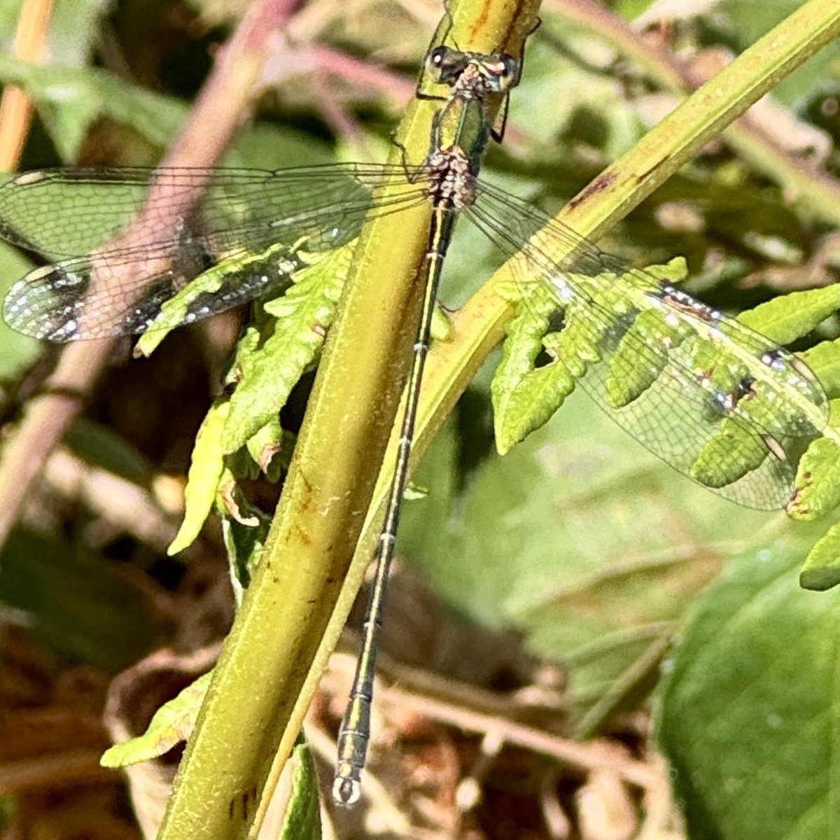 TheABB's tweet photo. What was new out-and-about this week? An Eastern Willow Spreadwing, brilliantly camouflaged. #SouthDowns #dragonflies #Damselfly #FlutterbyFriday #SummerInSussex https://t.co/adk8Mn8d0A
