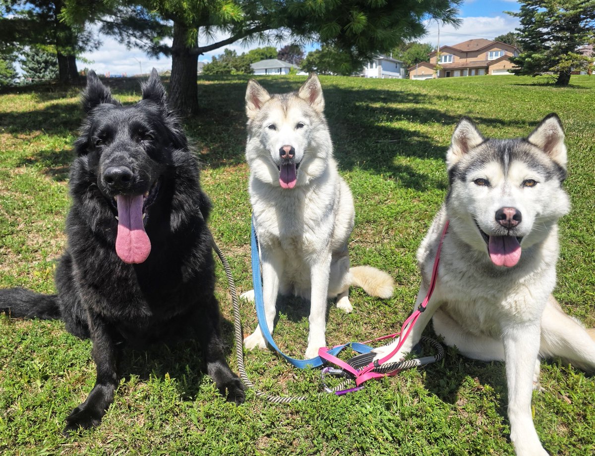 WalkinDogwalk's tweet photo. The fabulous #posingpups were at it again this week!
📷💖🐾🐶🐕😁🐾💖
#Saturdaysocial #weekendvibes #walkinthedog https://t.co/7zLu0yL5rn