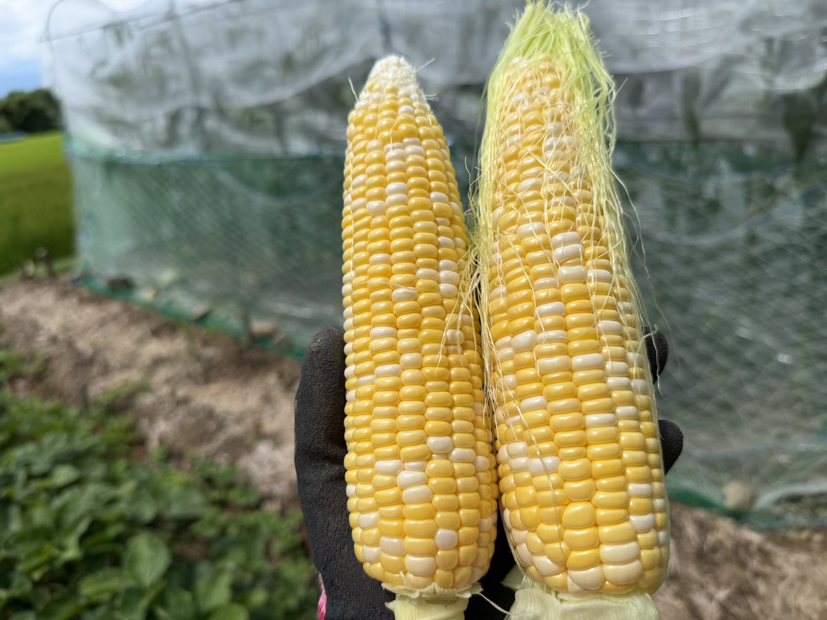 bubuegi's tweet photo. 今年の夏野菜達🌱
今年は特に🌽と🍅がめちゃ甘でバッチリでした。

🌽は半分🐒にやられたけど… https://t.co/nFCyGEdc4q