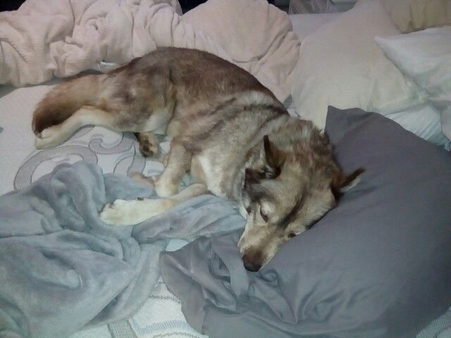 lucidwruff's tweet photo. me sleeping in my girlfriends bed uninvited https://t.co/ERFPbciYEN