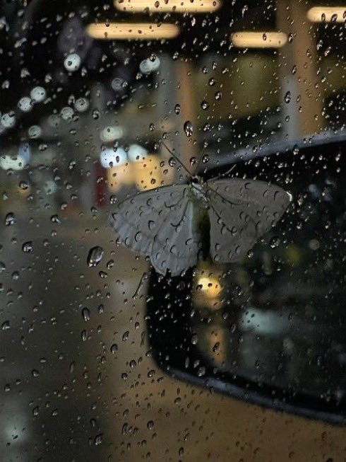 _Naturaee's tweet photo. rainfall https://t.co/DANEhDcYw8