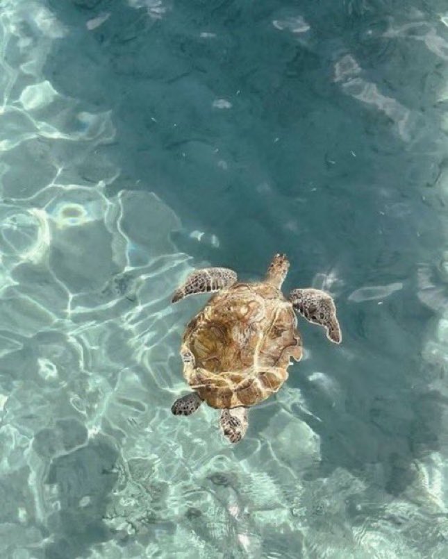 _Naturaee's tweet photo. Ocean hues and crystal-clear views https://t.co/qcW8xlbzD3