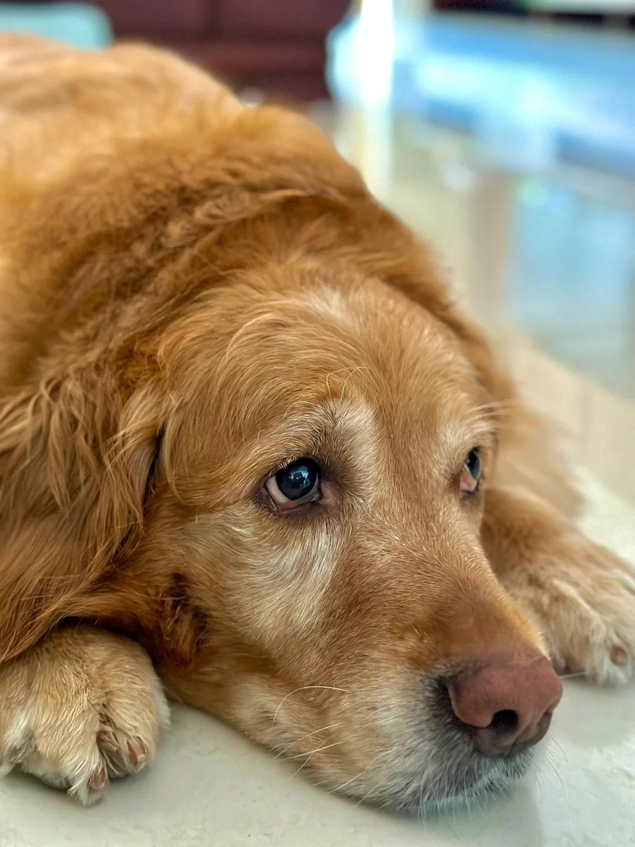 ehdn7788's tweet photo. Hoy me sentí muy agobiado por el trabajo, pero cuando mi perro me abrazó todo se calmó un poco. ， https://t.co/20jUkIgvZf