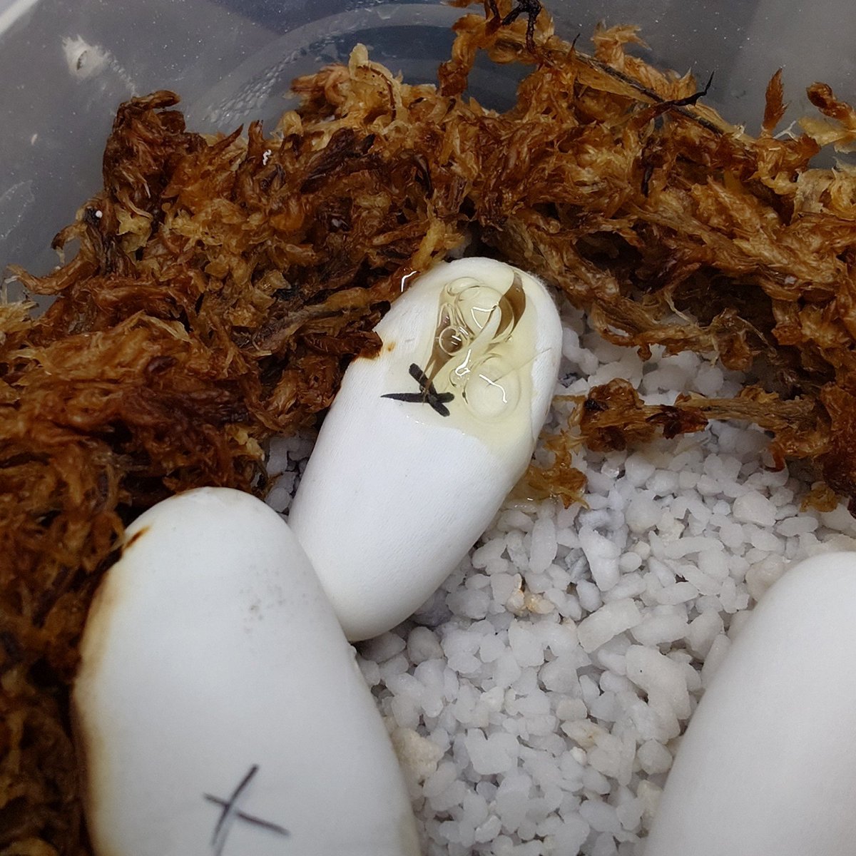 ReptileBridge's tweet photo. 出始めました🌽🐍🥚
さてさて、結果はいかに❗
#コーンスネーク
#自家繁殖
#2026CB
#爬虫類 https://t.co/6OyZmj6lVS
