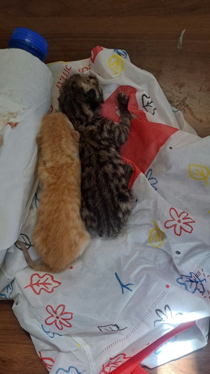 mittirikom's tweet photo. Bu ıkısını olu kardeslerıne gobek baglarından dugum olmus sekışdr buldum. Plesanta bıle uzerlerındeydı. Kesmek zorunda kaldım. Sut tozu aldık ama sut anne lazım acıl. Ankara..... https://t.co/JvrkCHdpYh