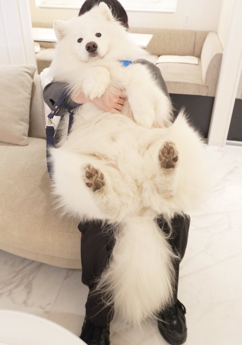samoyed_dazs's tweet photo. このツイートを横にスライドすると
ただただ可愛いサモエドが見れます https://t.co/r3lVTEHn88